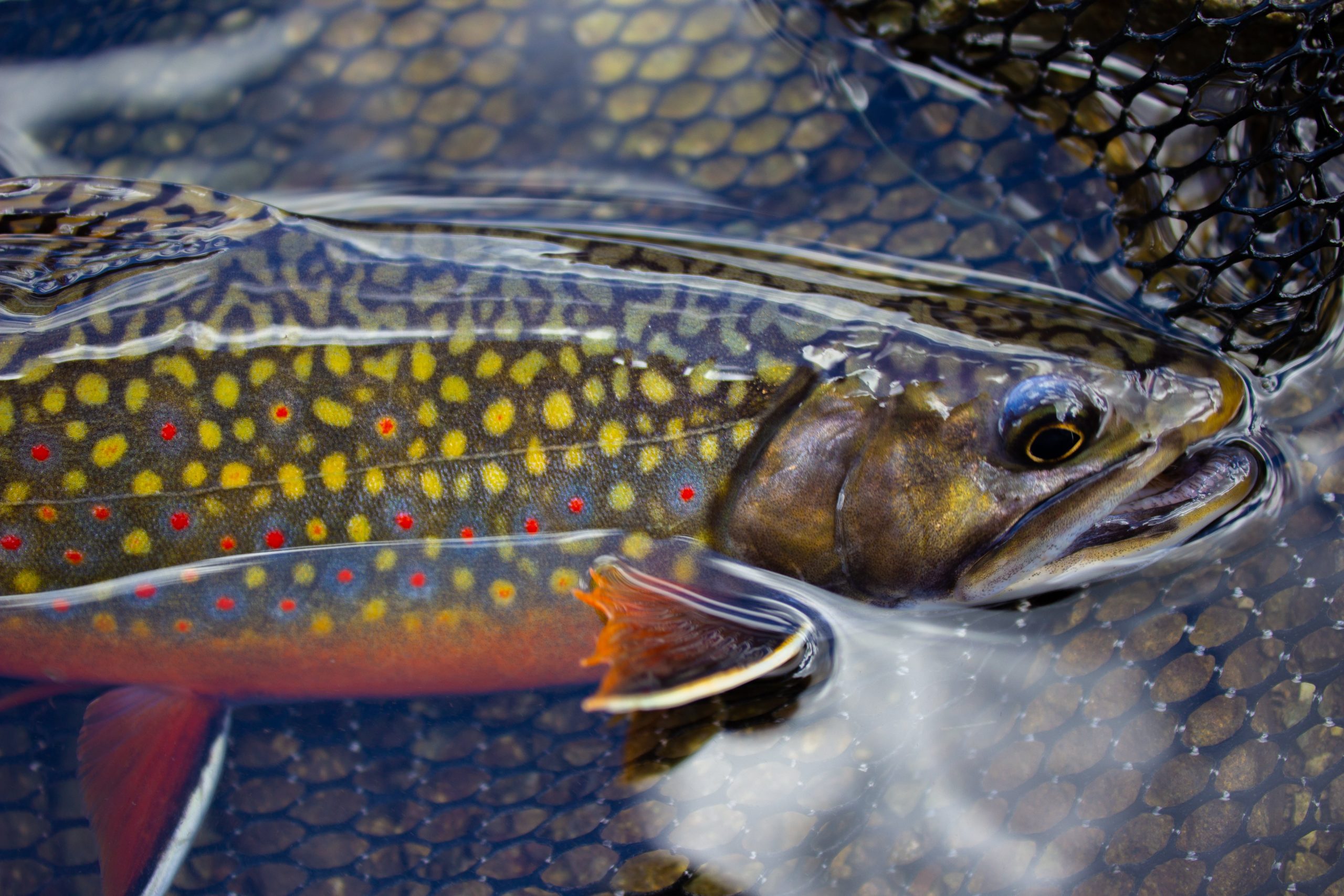 Brook trout, the native char of Appalachian streams, subject of statewide genomic diversity survey in Maryland
